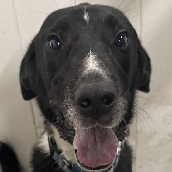 Willie, a Adoptable mixed breed in Cedar Rapids, IA image 3/6