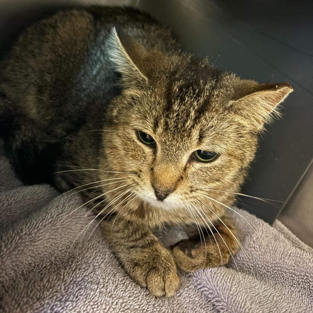 Jeeves, Adoptable, Young Female Domestic Short Hair & Domestic Short Hair.