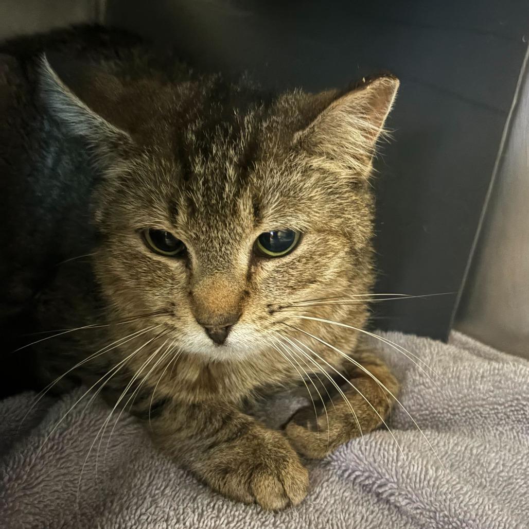 Jeeves, a Adoptable mixed breed in Chicago, IL image 2/2
