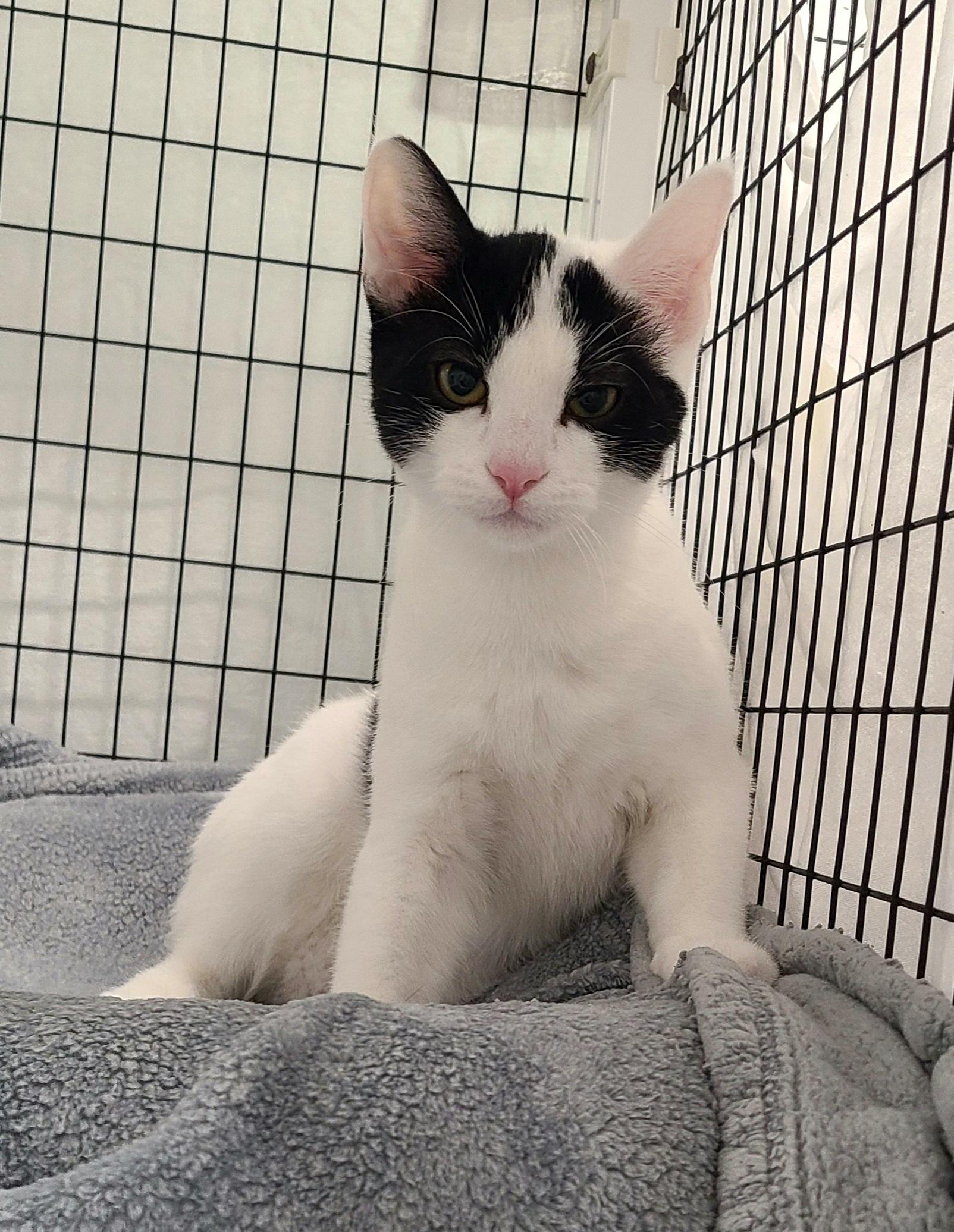 Enlarge Gremlin, an adoption pending Domestic Short Hair in Kirkland, WA image 1/1