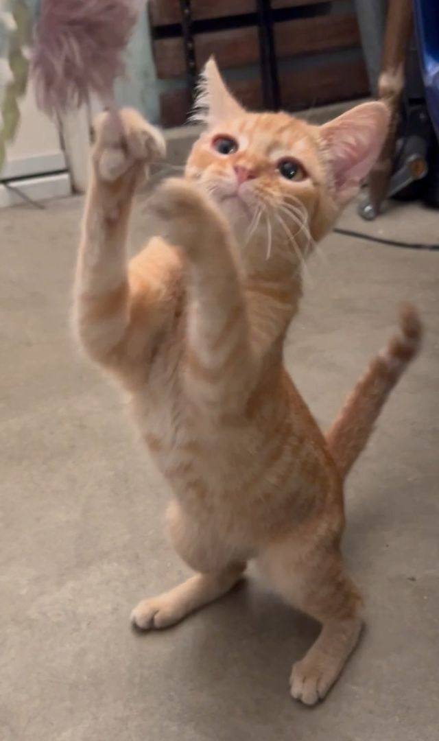 Pumpkin, Adopted, Kitten Female Domestic Short Hair & Tabby.