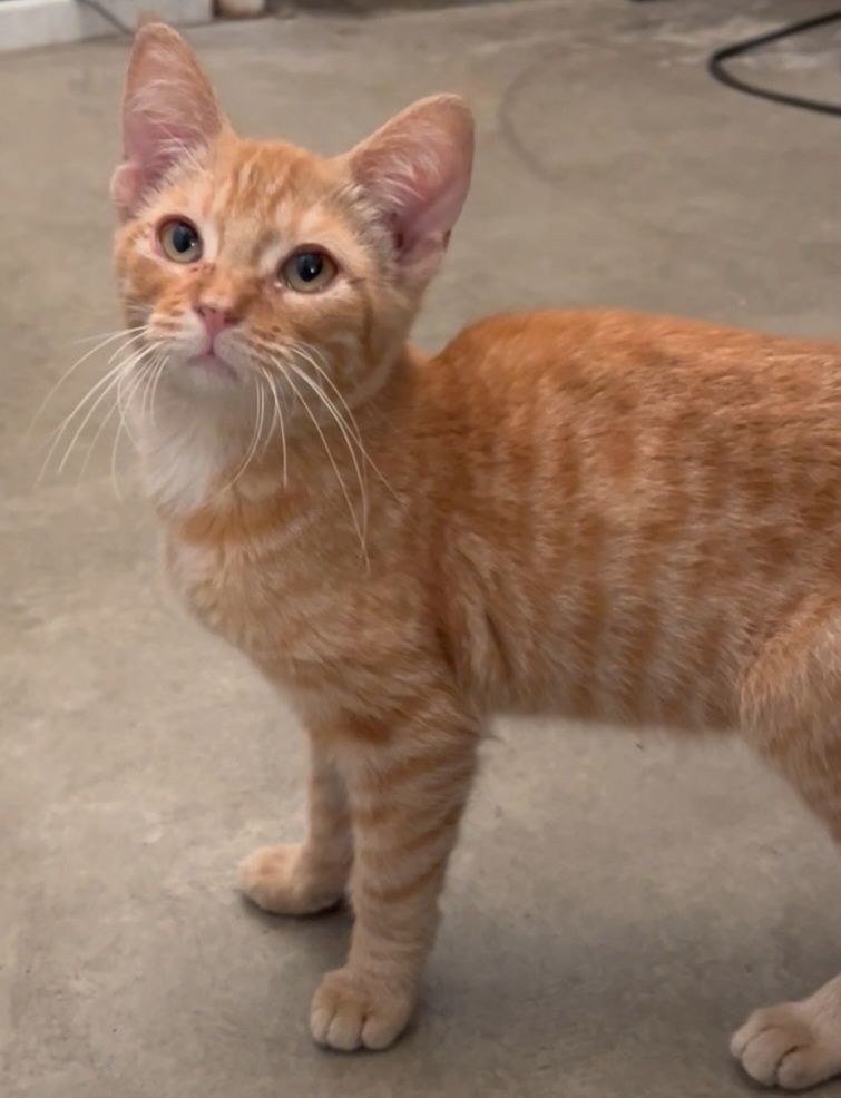 Pumpkin, a Adopted mixed breed in Anaheim, CA image 2/5