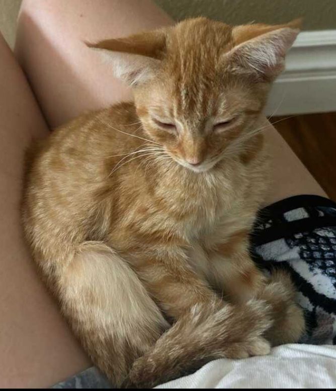 Pumpkin, a Adopted mixed breed in Anaheim, CA image 3/5