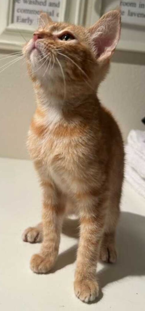 Pumpkin, a Adopted mixed breed in Anaheim, CA image 4/5