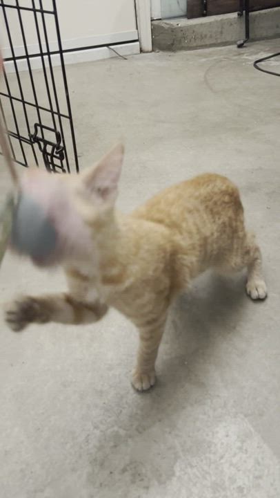 Enlarge Pumpkin, a Adopted mixed breed in Anaheim, CA video 5/5