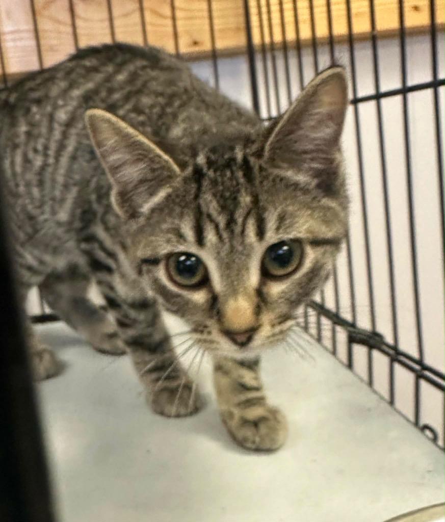 Enlarge Parker, a Adopted Tabby in Grand Junction, CO image 1/1