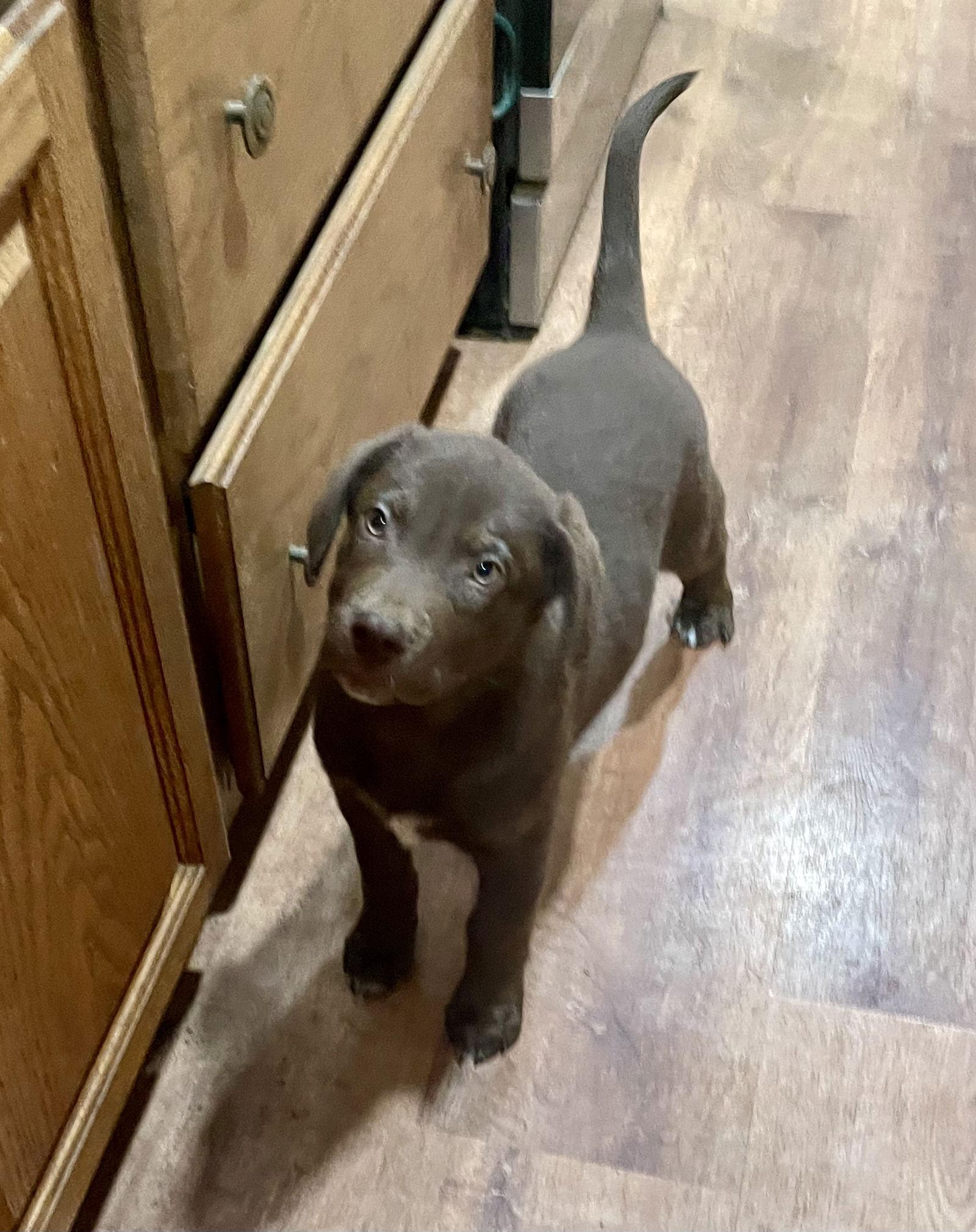 Woofenstein, Adopted, Puppy Male Labrador Retriever & Husky.