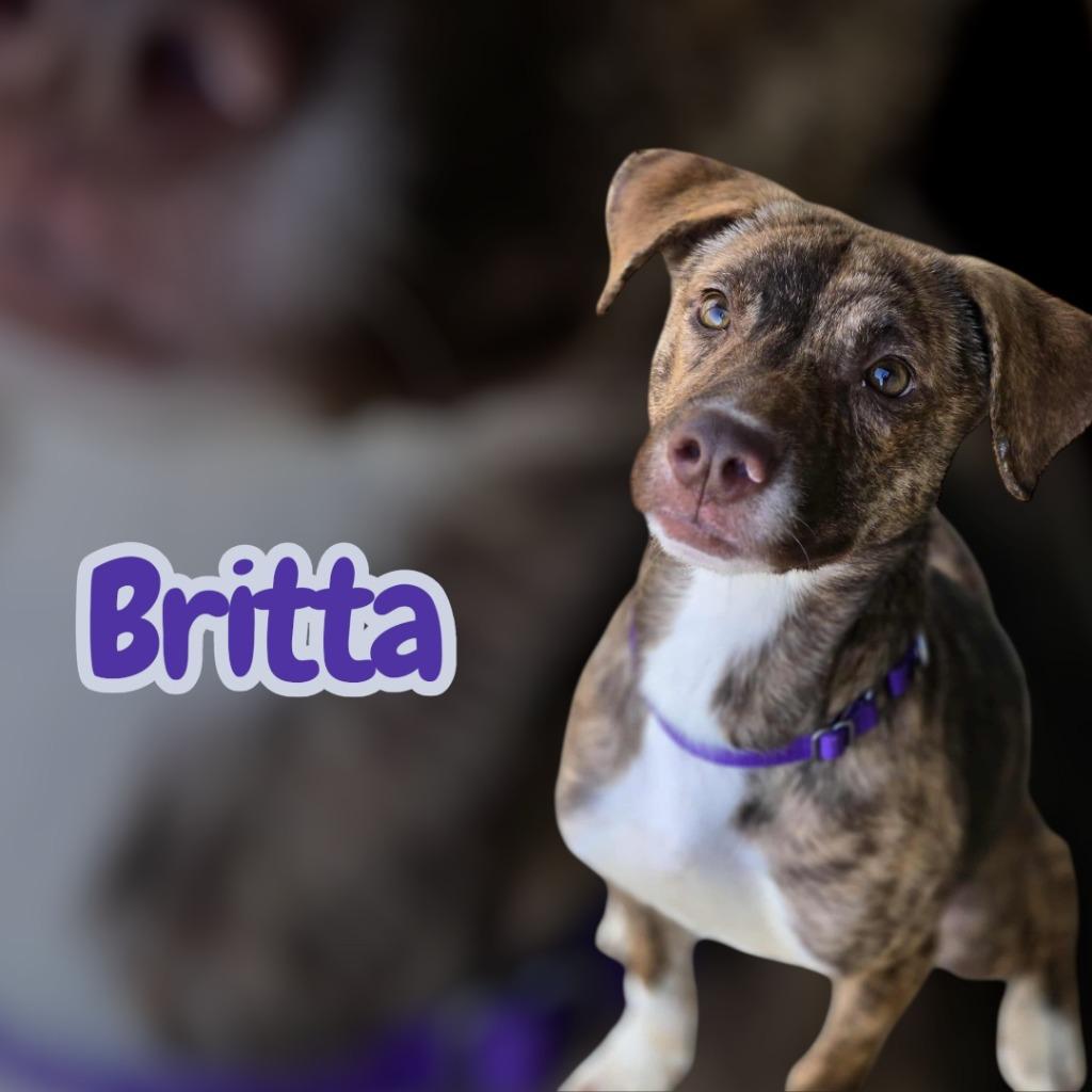 BRITTA, Adoptable, Young Female Mixed Breed.