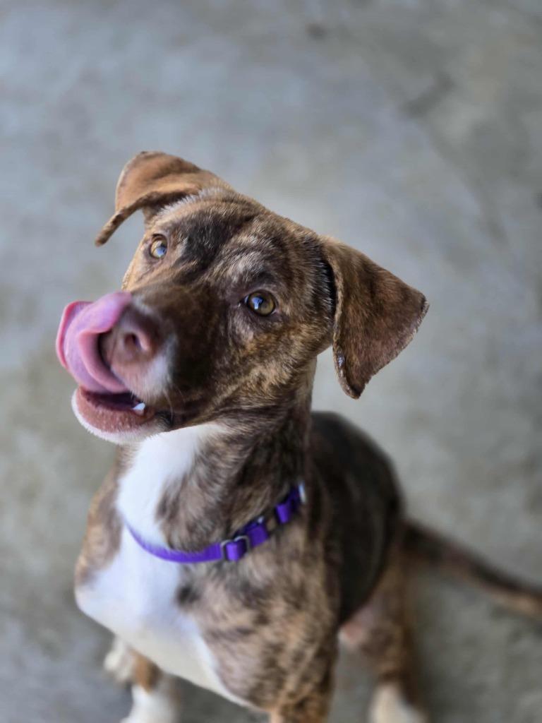 Enlarge BRITTA, a Adoptable mixed breed in Moberly, MO image 4/4
