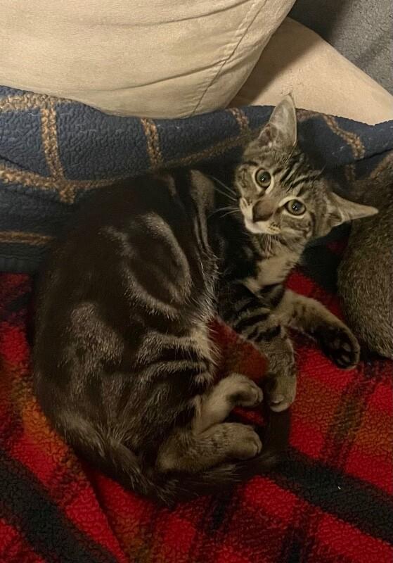Buttercup - Powerpuff Litter, Adoptable, Kitten Female Tabby.