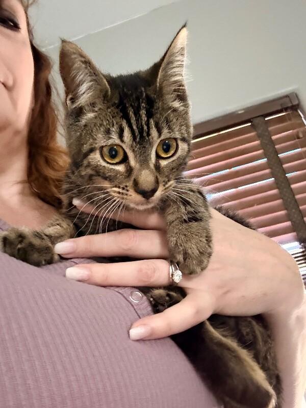 Enlarge Buttercup - Powerpuff Litter, a Adoptable Tabby in Anthem, AZ image 2/4