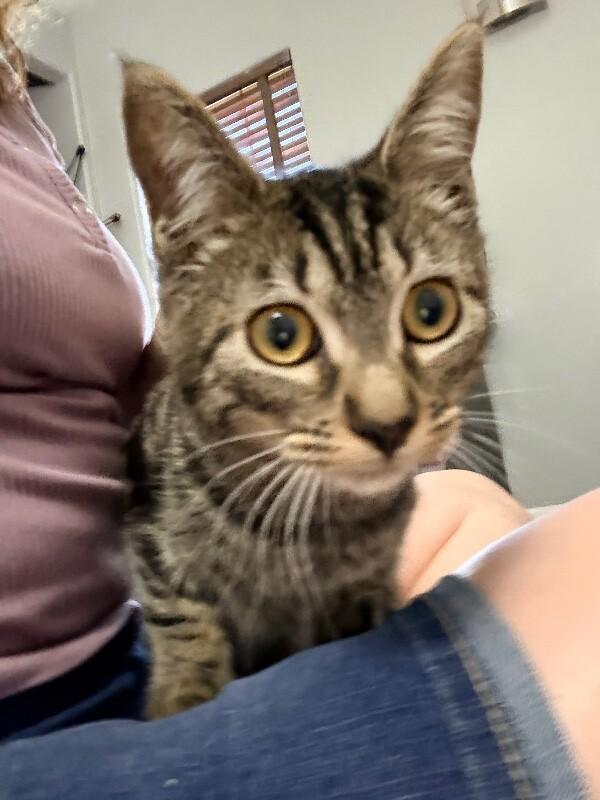 Enlarge Buttercup - Powerpuff Litter, a Adoptable Tabby in Anthem, AZ image 4/4
