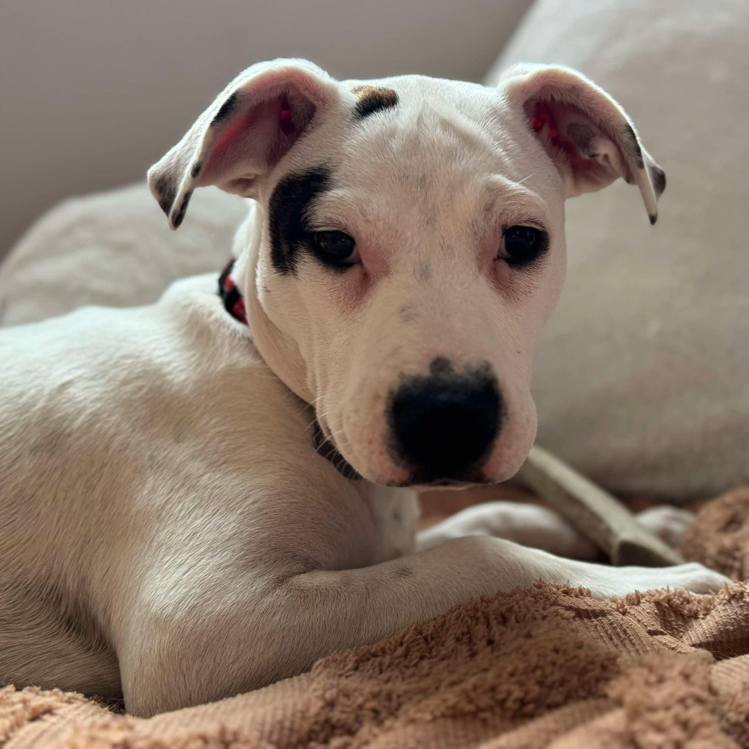 Enlarge Liv, a Adopted mixed breed in Schenectady, NY image 2/6