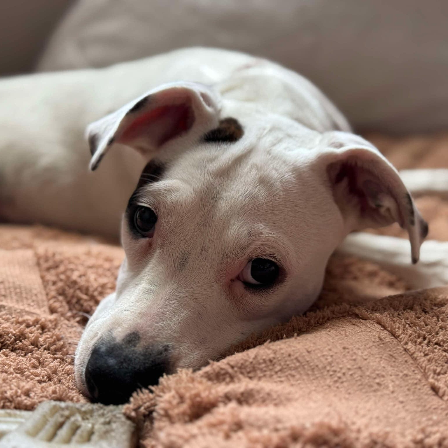 Liv, Adopted, Puppy Female Pit Bull Terrier.