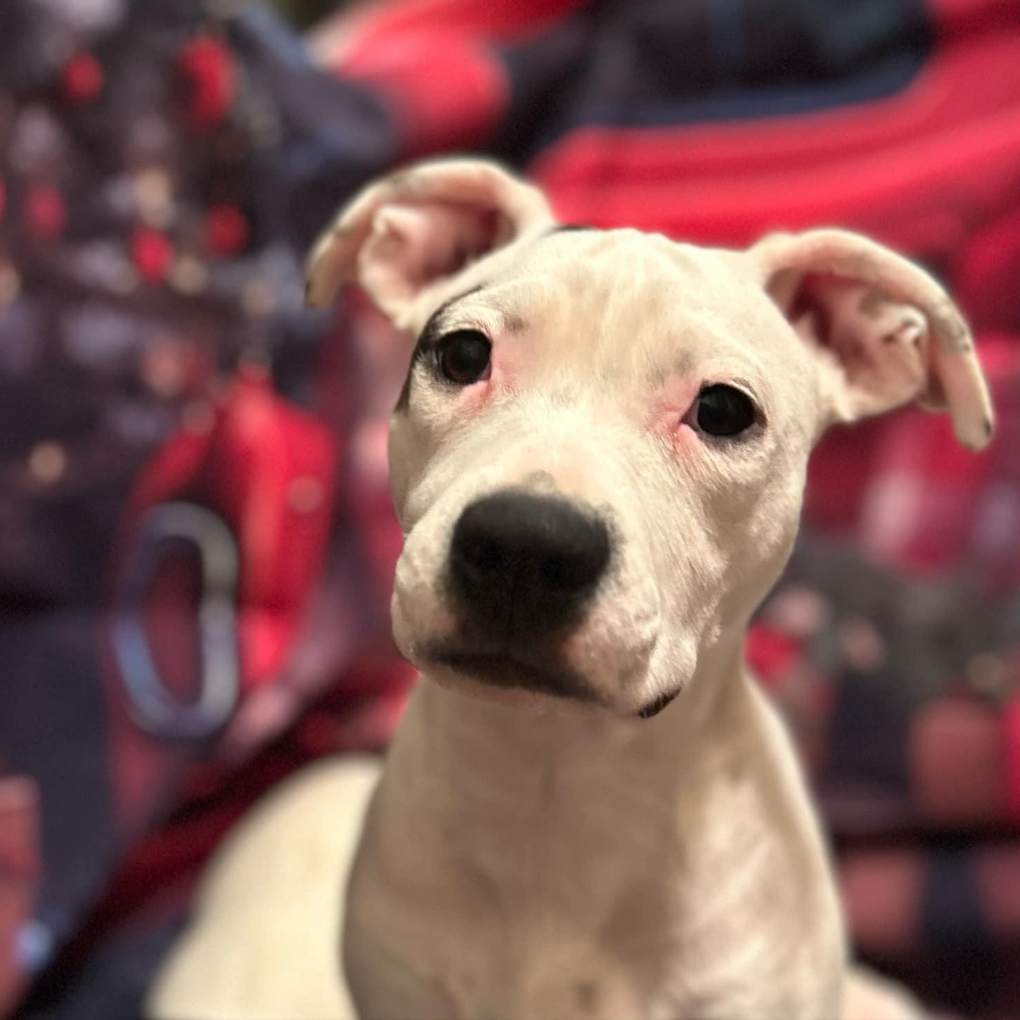 Enlarge Liv, a Adopted mixed breed in Schenectady, NY image 4/6