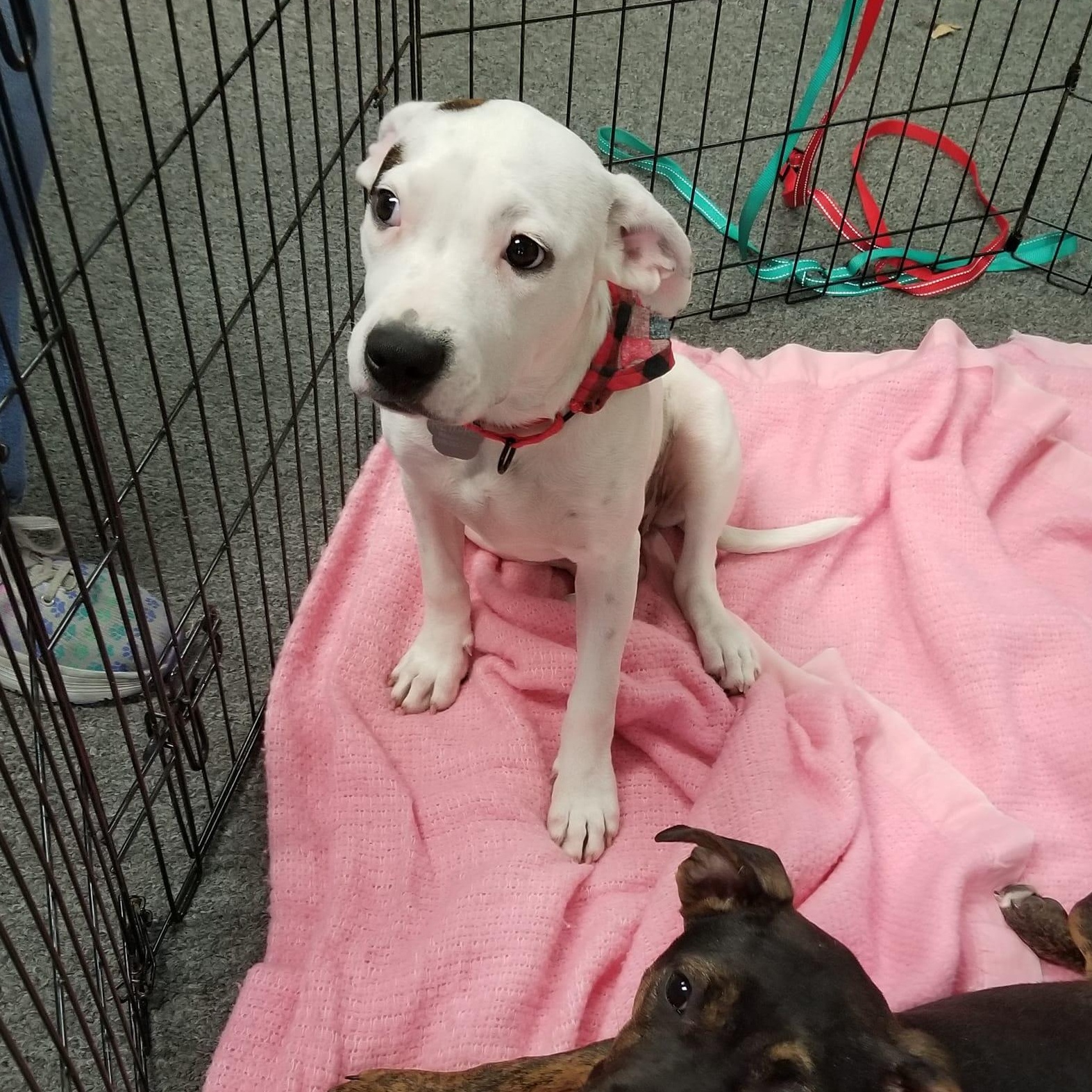 Enlarge Liv, a Adopted mixed breed in Schenectady, NY image 6/6