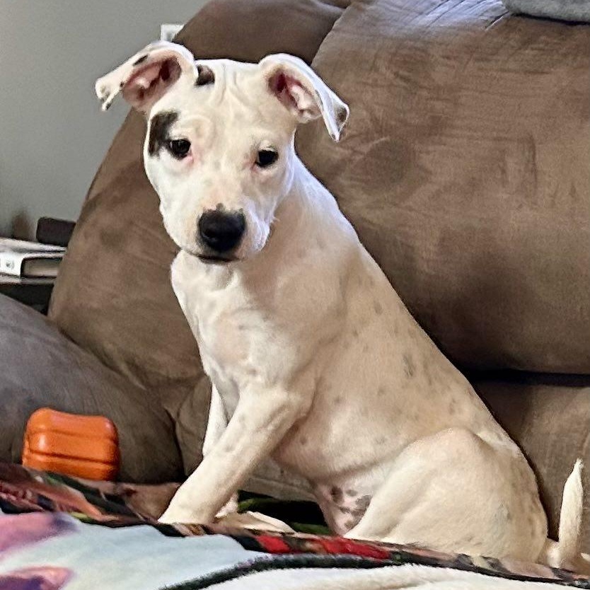 Enlarge Liv, a Adopted mixed breed in Schenectady, NY image 5/6