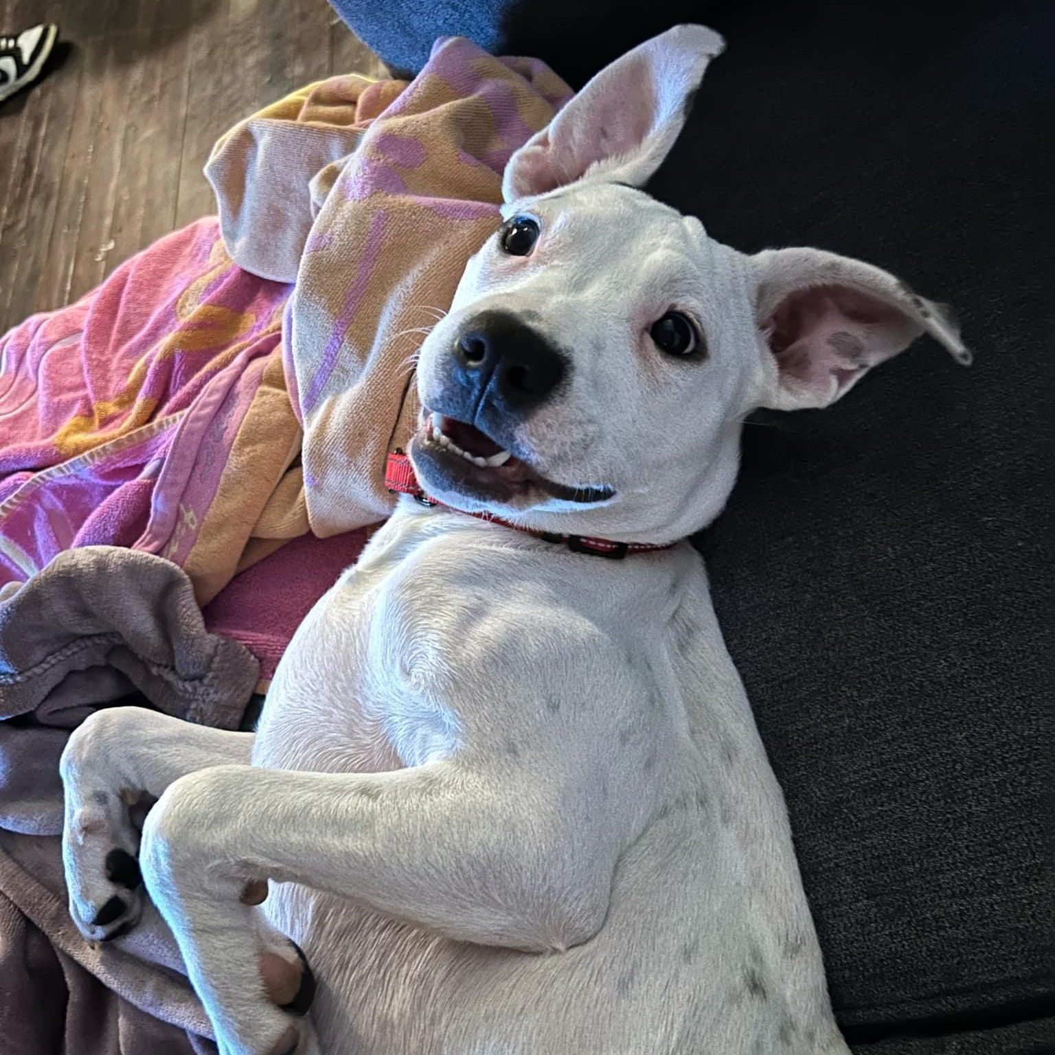 Enlarge Liv, a Adopted mixed breed in Schenectady, NY image 3/6