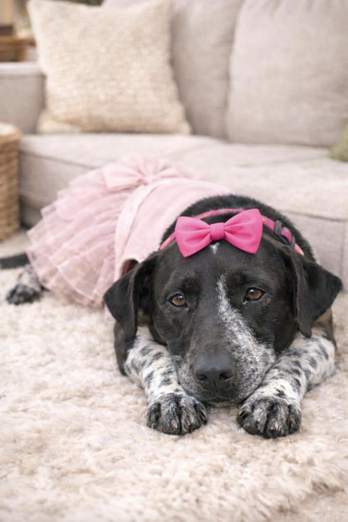 Mimi — thumbnail 5