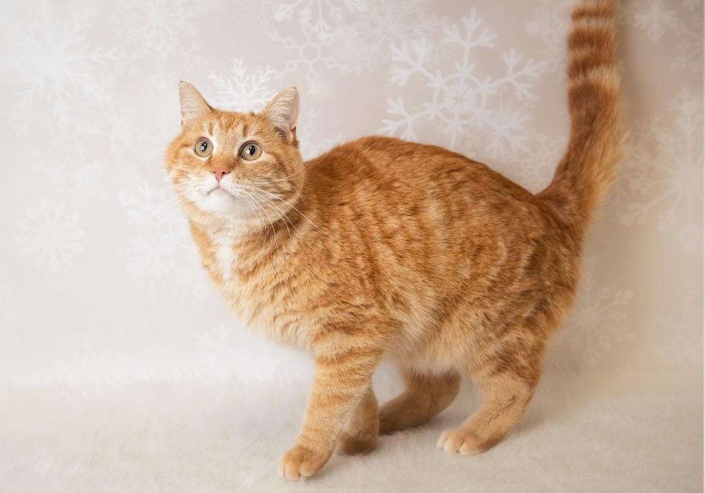 Malik, Adoptable, Young Male Domestic Short Hair.