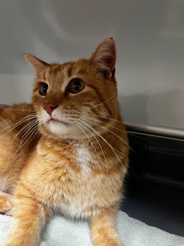 Malik, Adoptable, Young Male Domestic Short Hair.