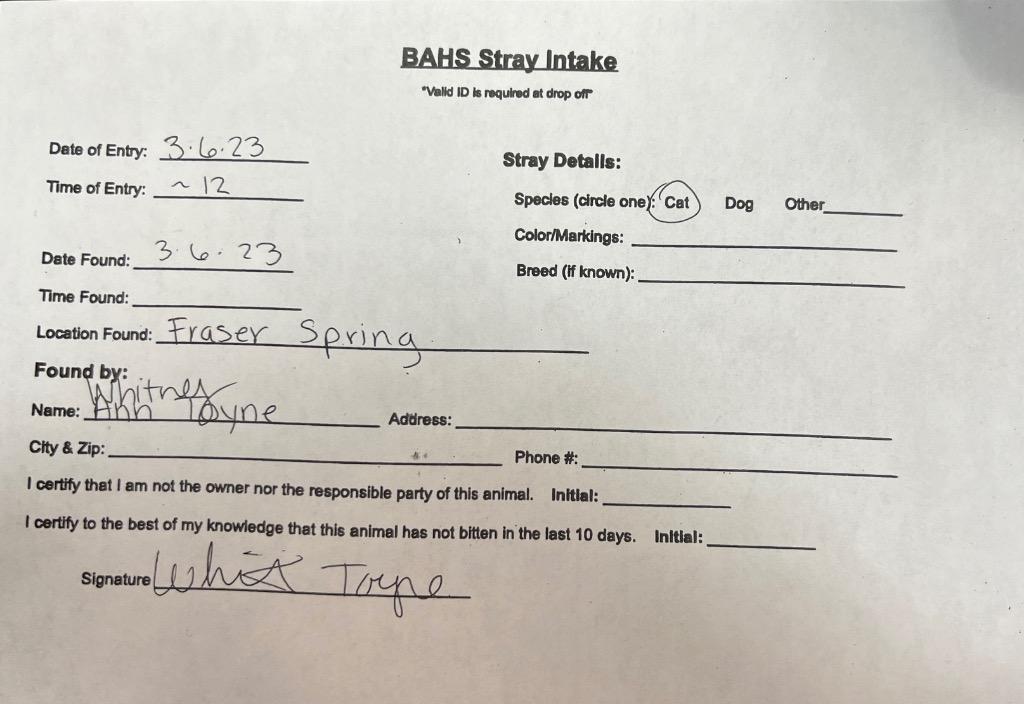 Enlarge Malik, a Adoptable Domestic Short Hair in Boone, IA image 3/3