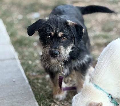 Arthur, Adoptable, Young Male Terrier & Mixed Breed.
