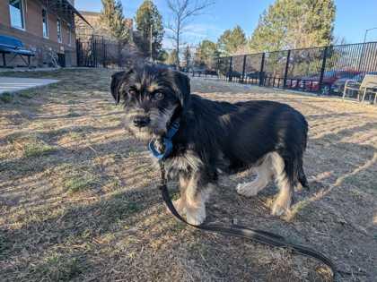 Enlarge Arthur, a Adoptable mixed breed in Boulder, CO image 3/3