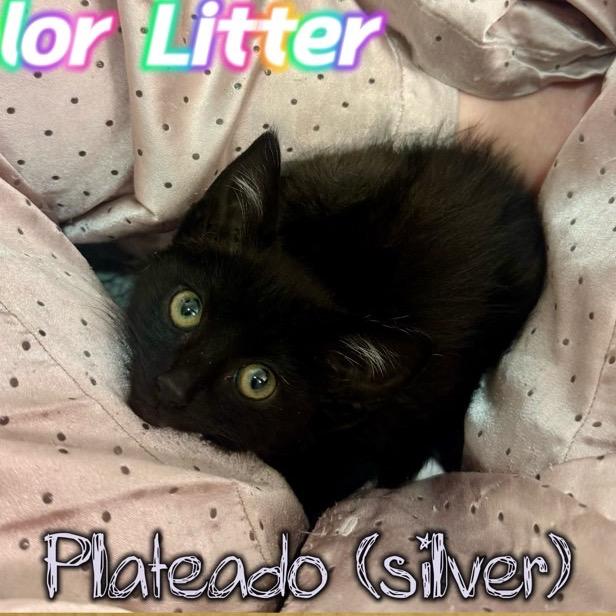 Enlarge Plateado, a Adoptable Domestic Short Hair in Westminster, CA image 1/2