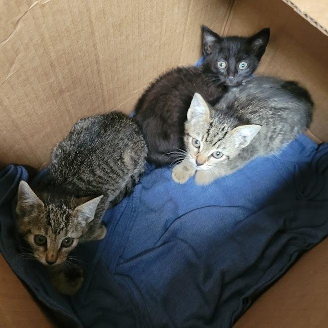 Enlarge Plateado, a Adoptable Domestic Short Hair in Westminster, CA image 2/2