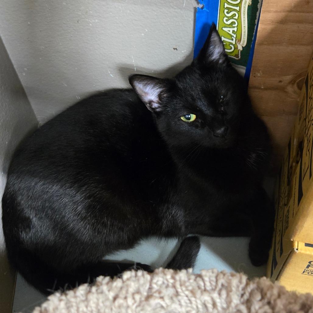 Enlarge Plateado, a Adoptable Domestic Short Hair in Westminster, CA image 4/4