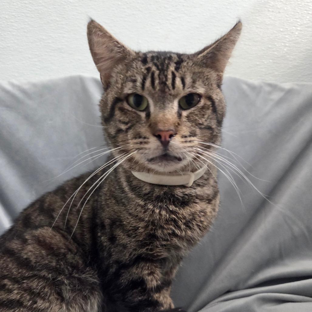 Cherokee, Adoptable, Adult Male Domestic Short Hair.