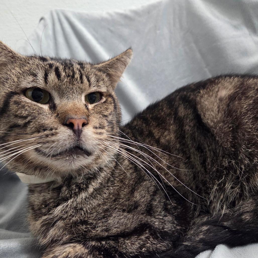 Enlarge Cherokee, a Adoptable Domestic Short Hair in Brea, CA image 2/5