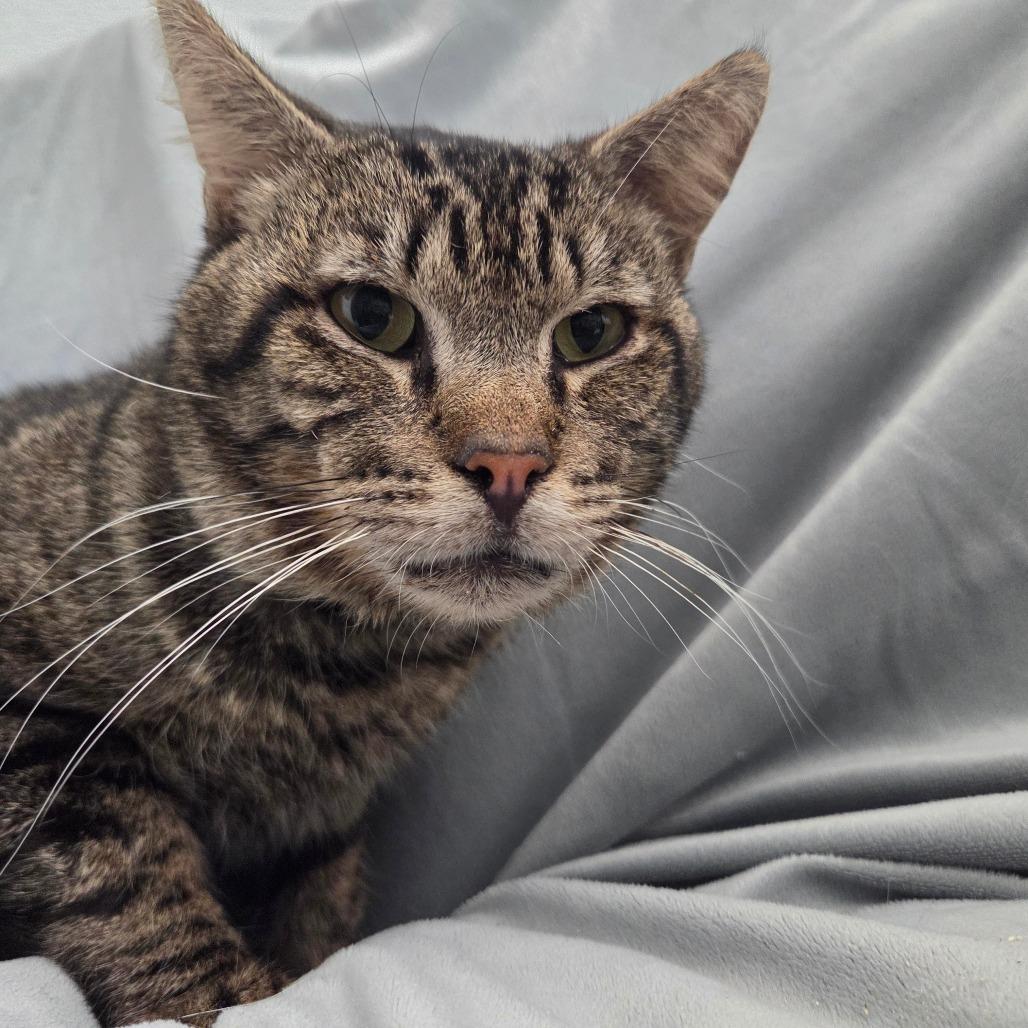 Enlarge Cherokee, a Adoptable Domestic Short Hair in Brea, CA image 3/5