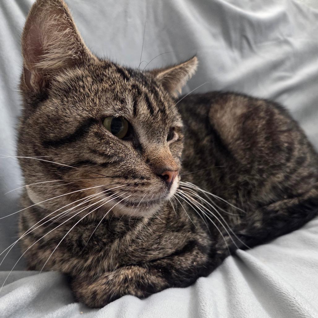 Enlarge Cherokee, a Adoptable Domestic Short Hair in Brea, CA image 4/5