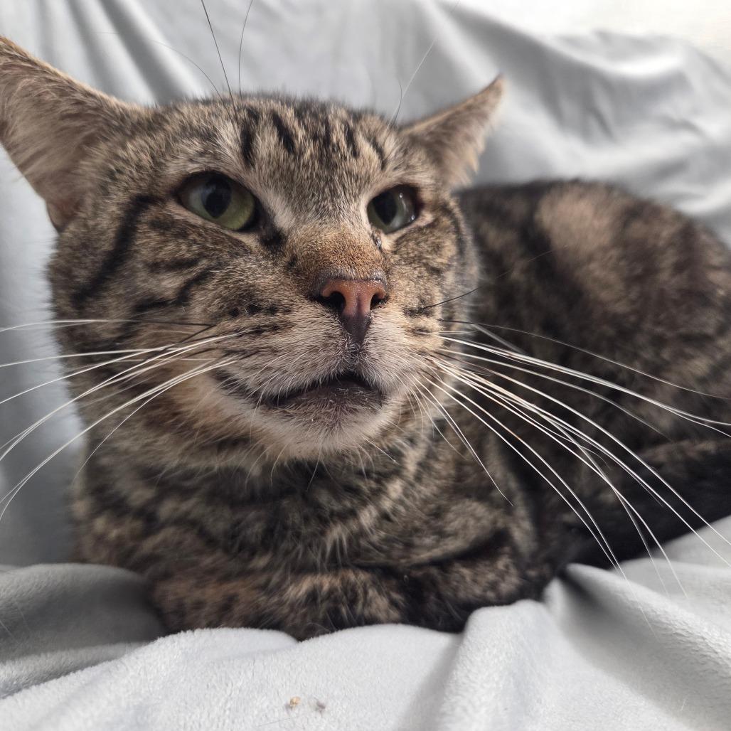Enlarge Cherokee, a Adoptable Domestic Short Hair in Brea, CA image 5/5