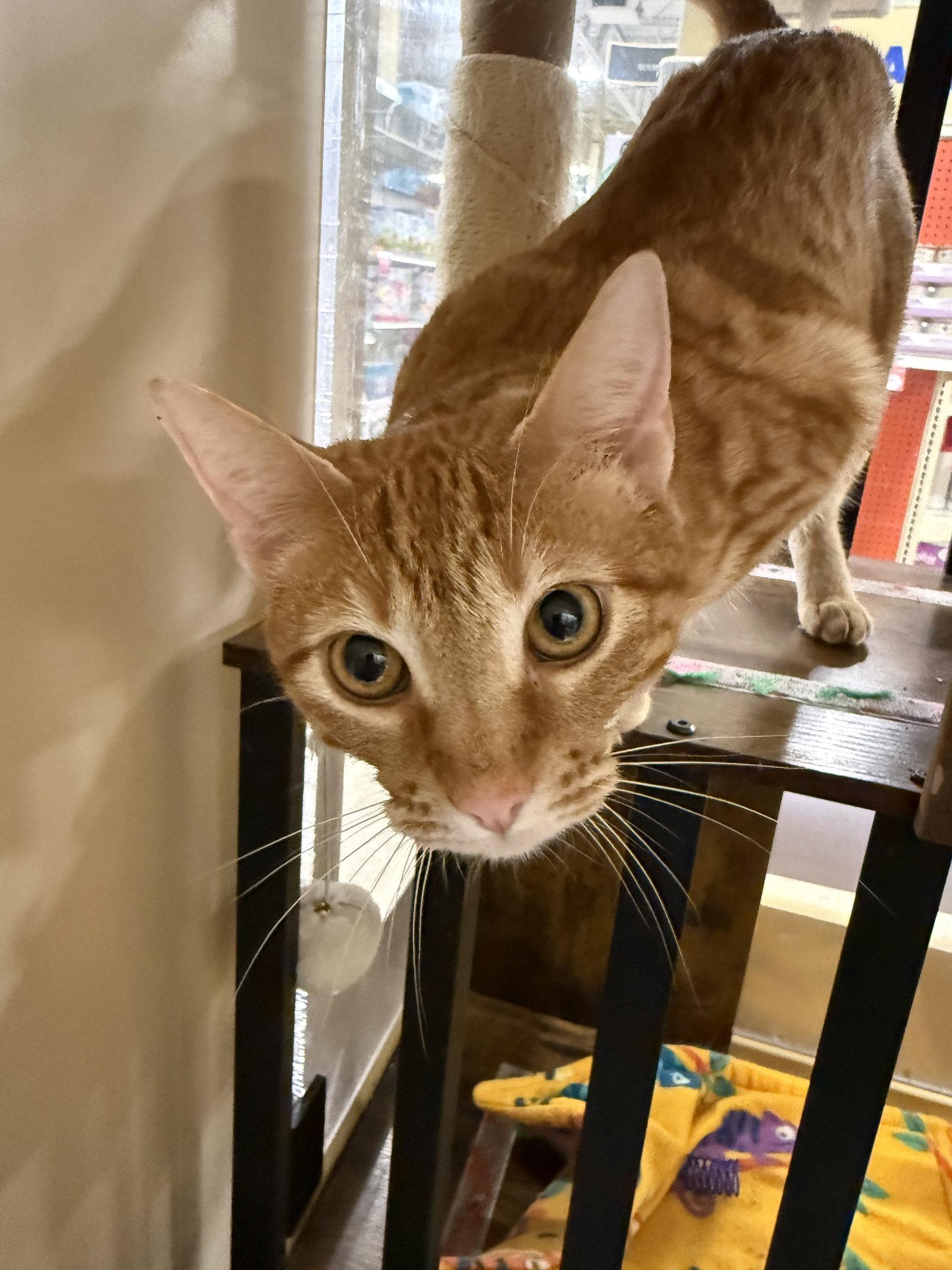Olive, a Adoptable Domestic Short Hair in McKinney, TX image 1/3