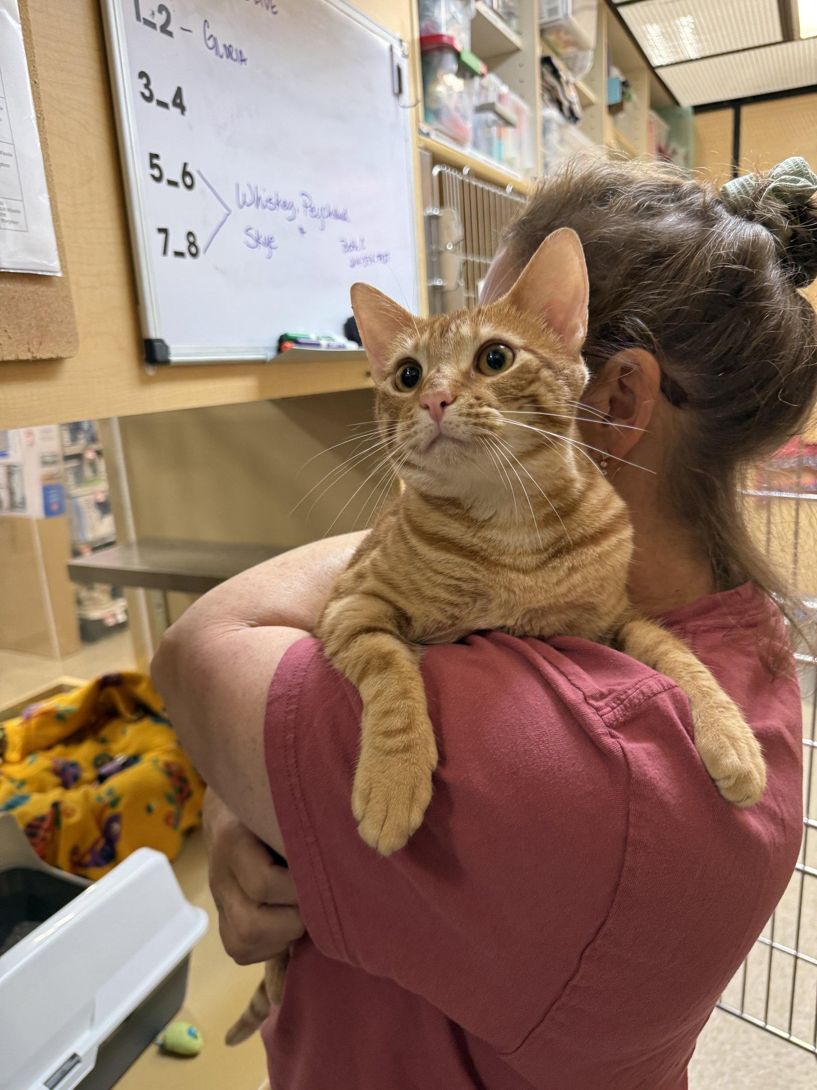 Olive, a Adoptable Domestic Short Hair in McKinney, TX image 2/3