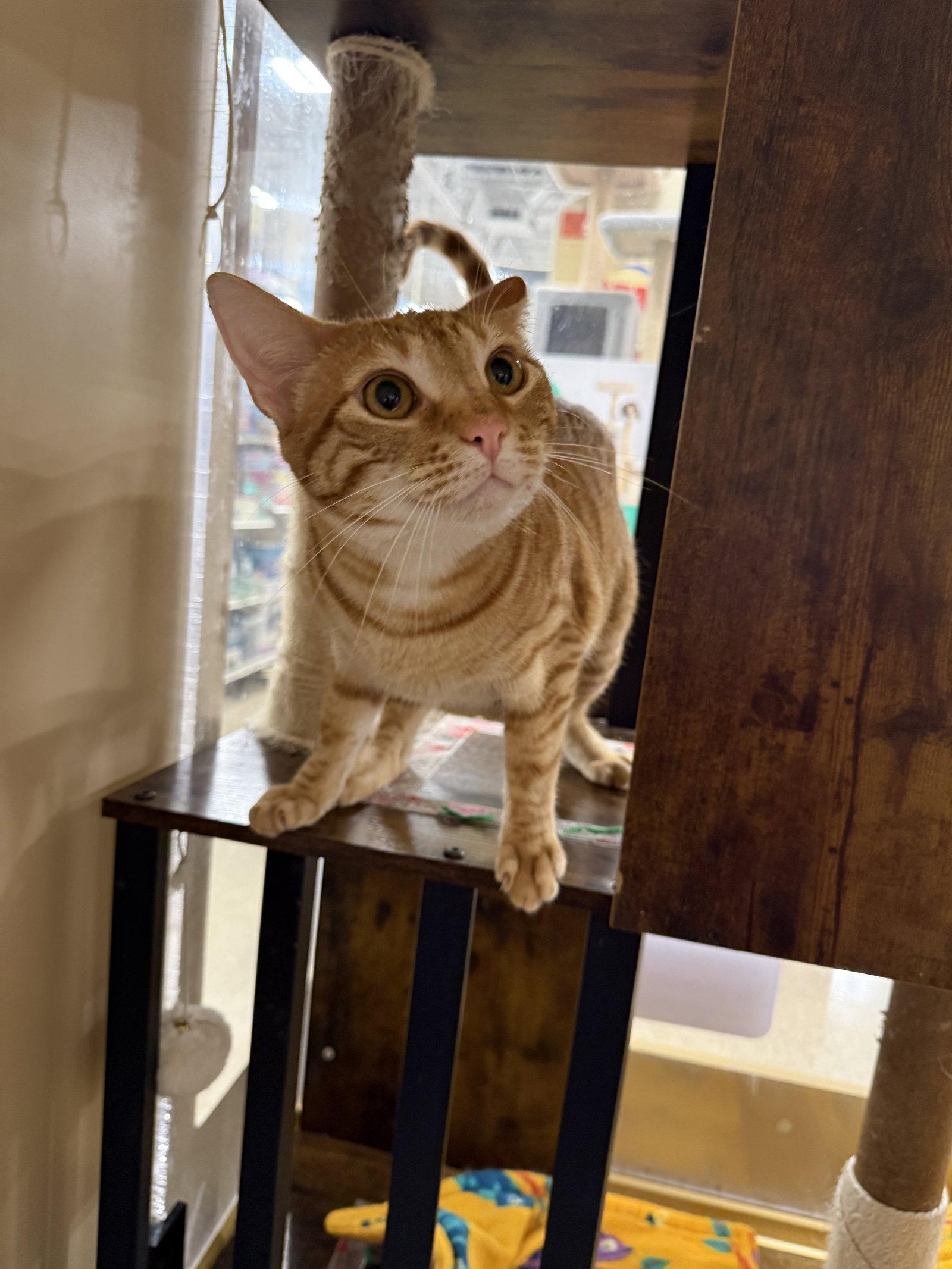 Olive, a Adoptable Domestic Short Hair in McKinney, TX image 3/3