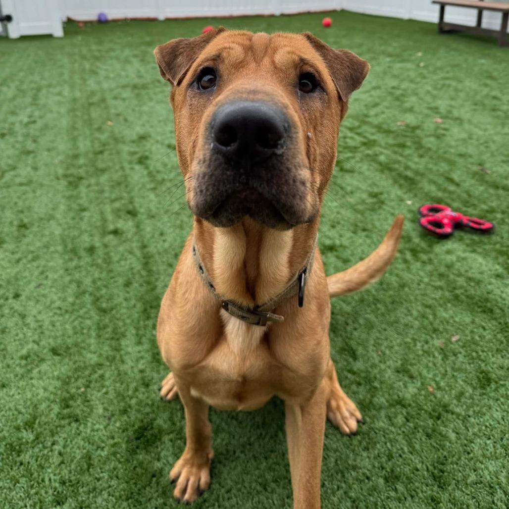 Enlarge Captain Awesome, a Adoptable mixed breed in Naperville, IL image 1/4