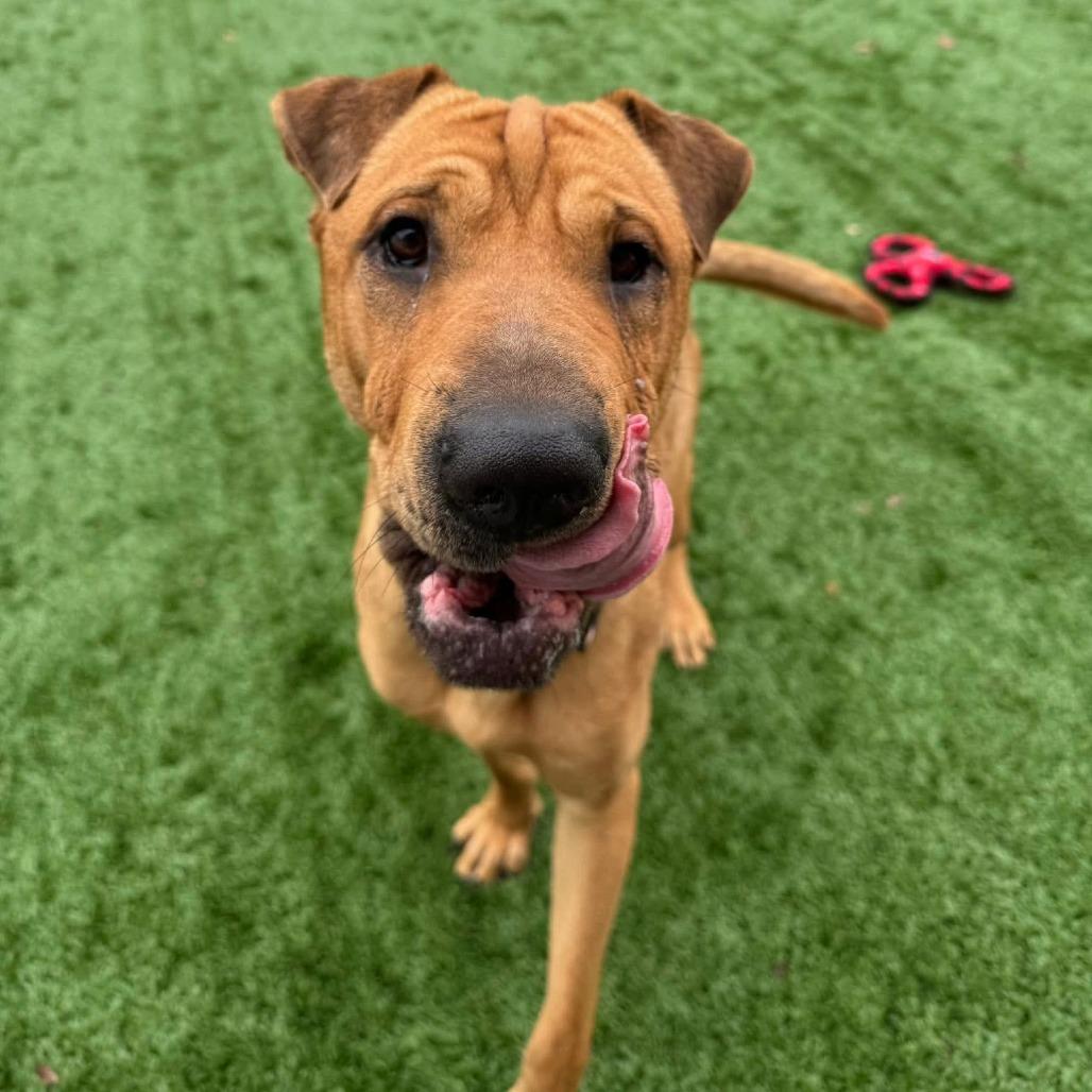 Enlarge Captain Awesome, a Adoptable mixed breed in Naperville, IL image 3/4