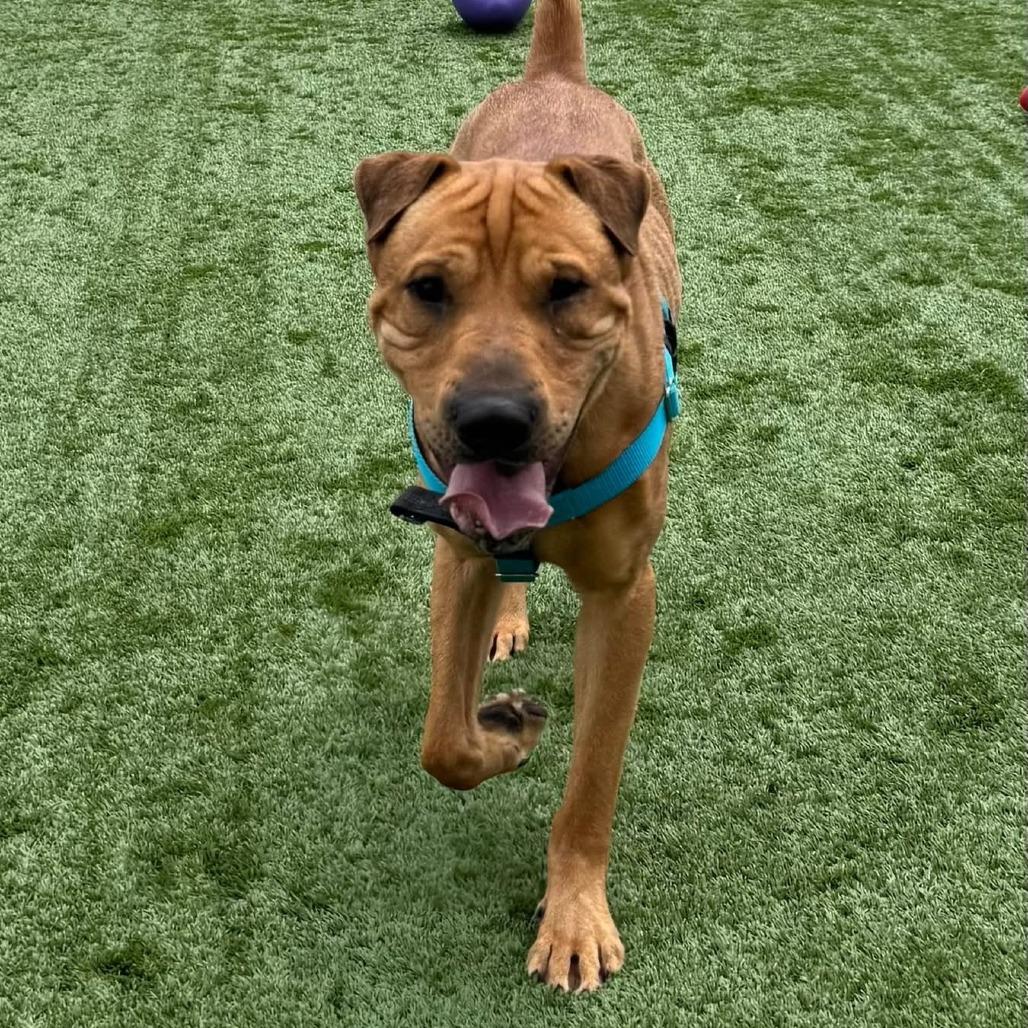 Enlarge Captain Awesome - In Foster Care, a Adoptable mixed breed in Naperville, IL image 5/6