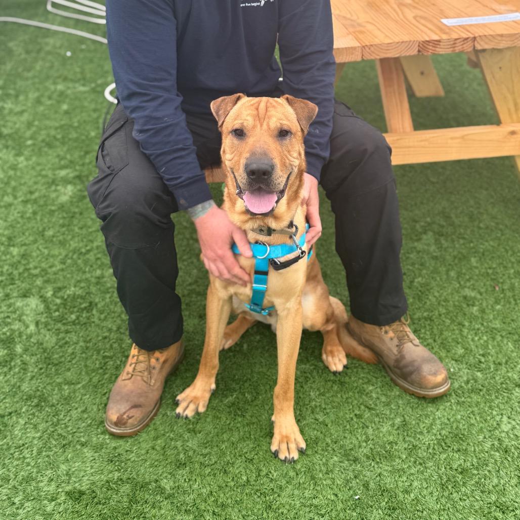 Enlarge Captain Awesome - In Foster Care, a Adoptable mixed breed in Naperville, IL image 6/6
