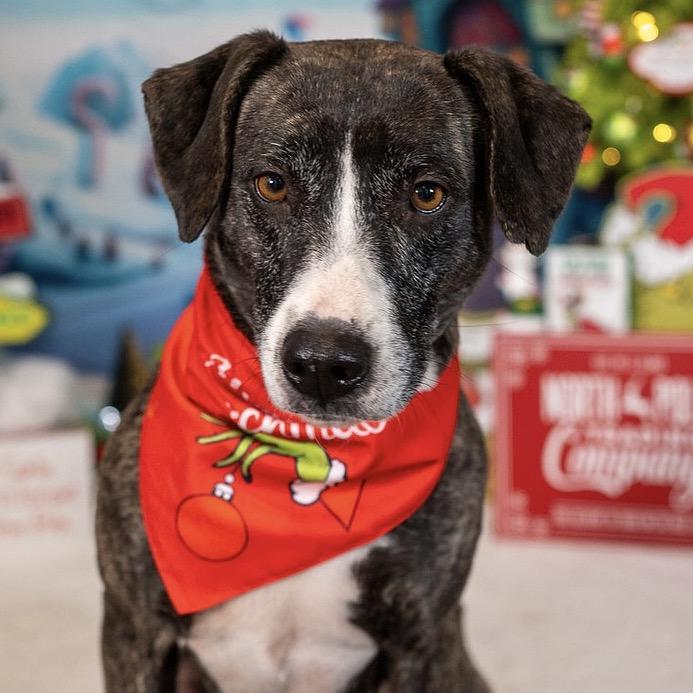 Joy, a Adoptable Mixed Breed in Aberdeen, NC image 1/6