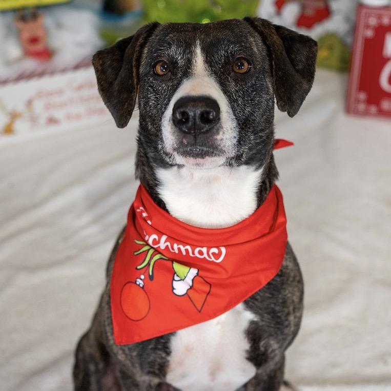 Joy, a Adoptable Mixed Breed in Aberdeen, NC image 2/6