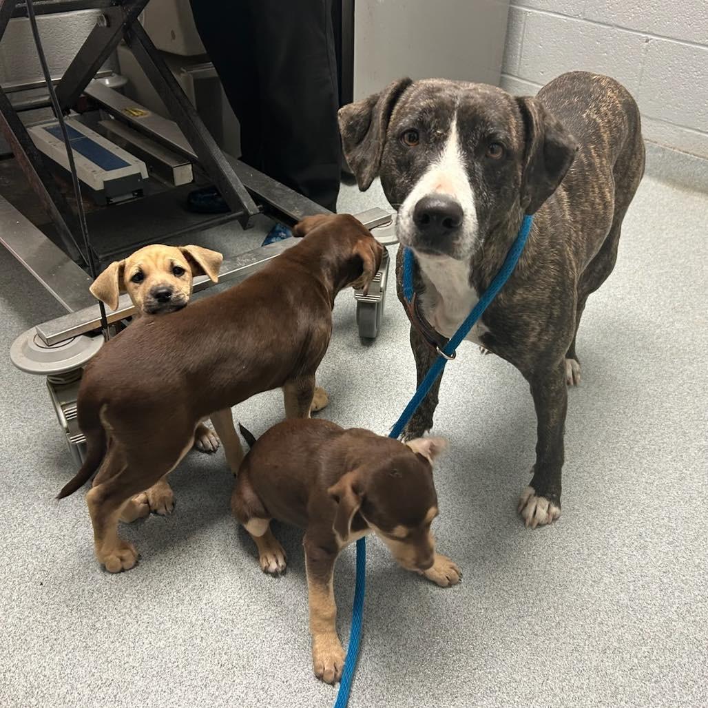 Joy, a Adoptable Mixed Breed in Aberdeen, NC image 3/6