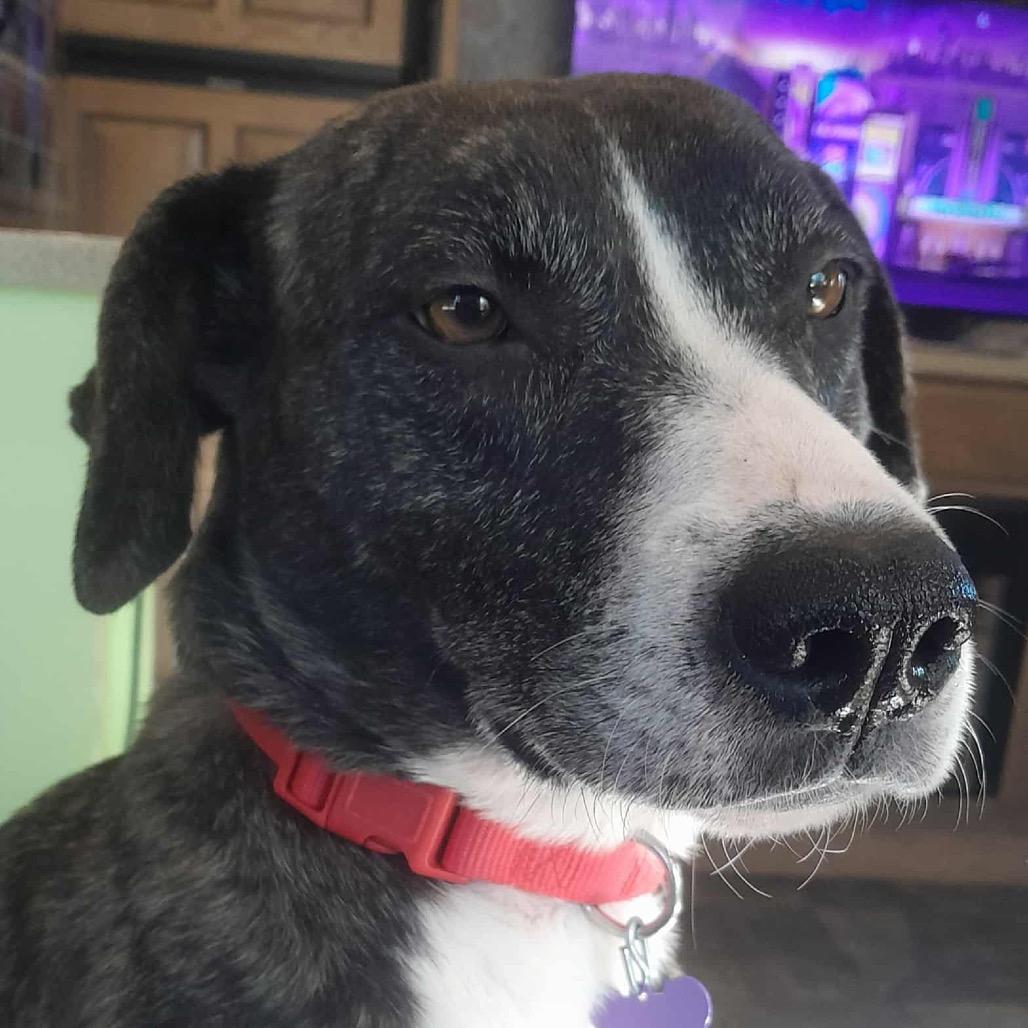 Joy, a Adoptable Mixed Breed in Aberdeen, NC image 4/6