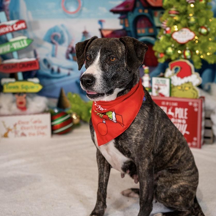 Joy, a Adoptable Mixed Breed in Aberdeen, NC image 5/6