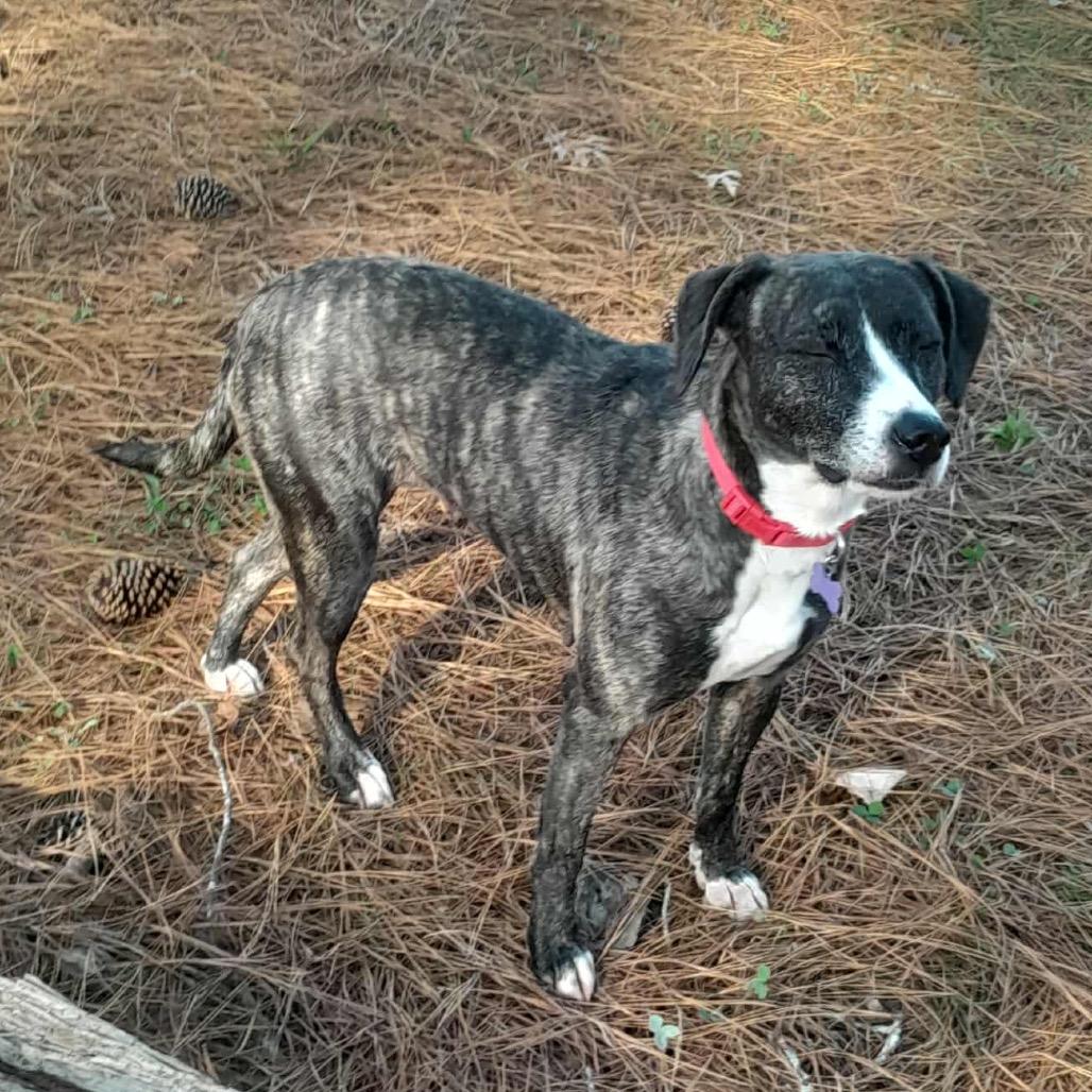 Joy, a Adoptable Mixed Breed in Aberdeen, NC image 6/6