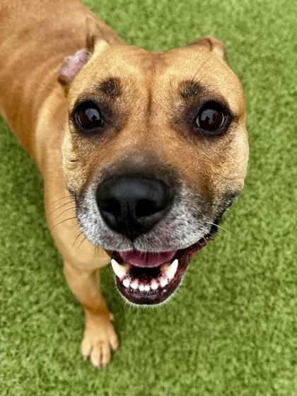 Enlarge Taquito, a Adoptable mixed breed in Wichita, KS image 1/3